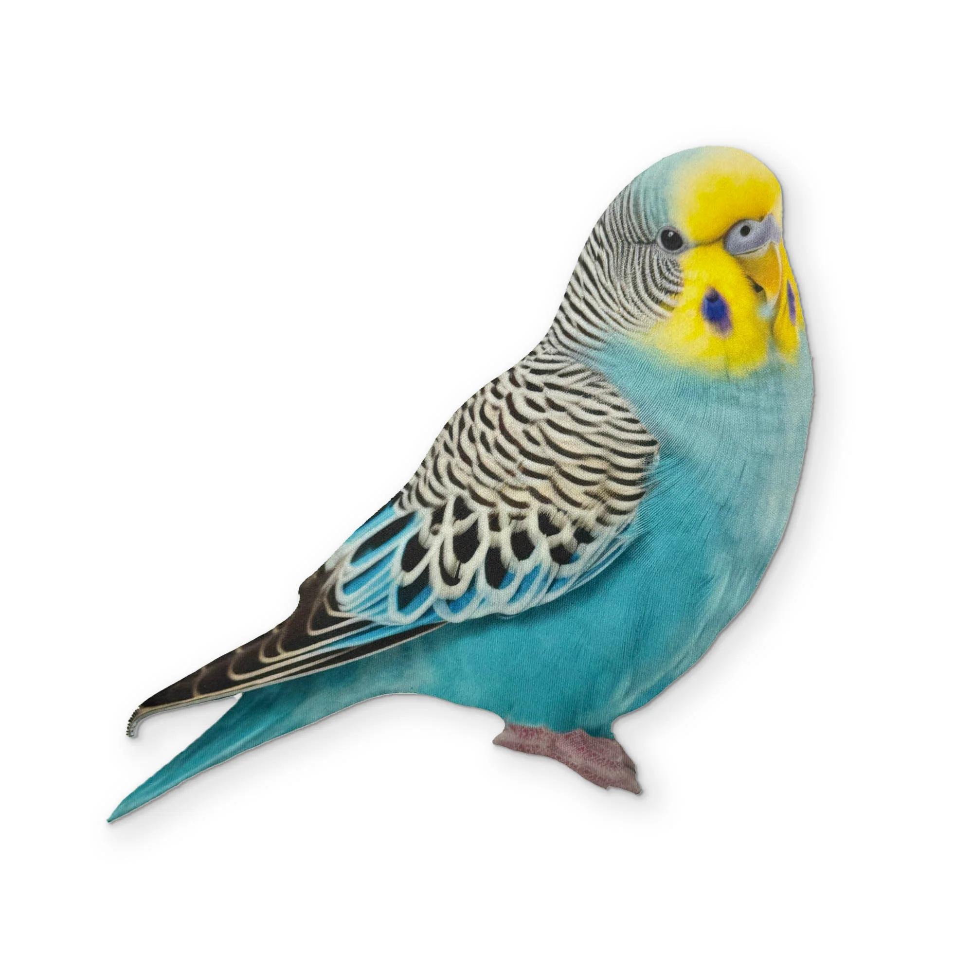 A BUDGIE YOU CAN CLEAN YOUR GLASSES WITH - Image 2