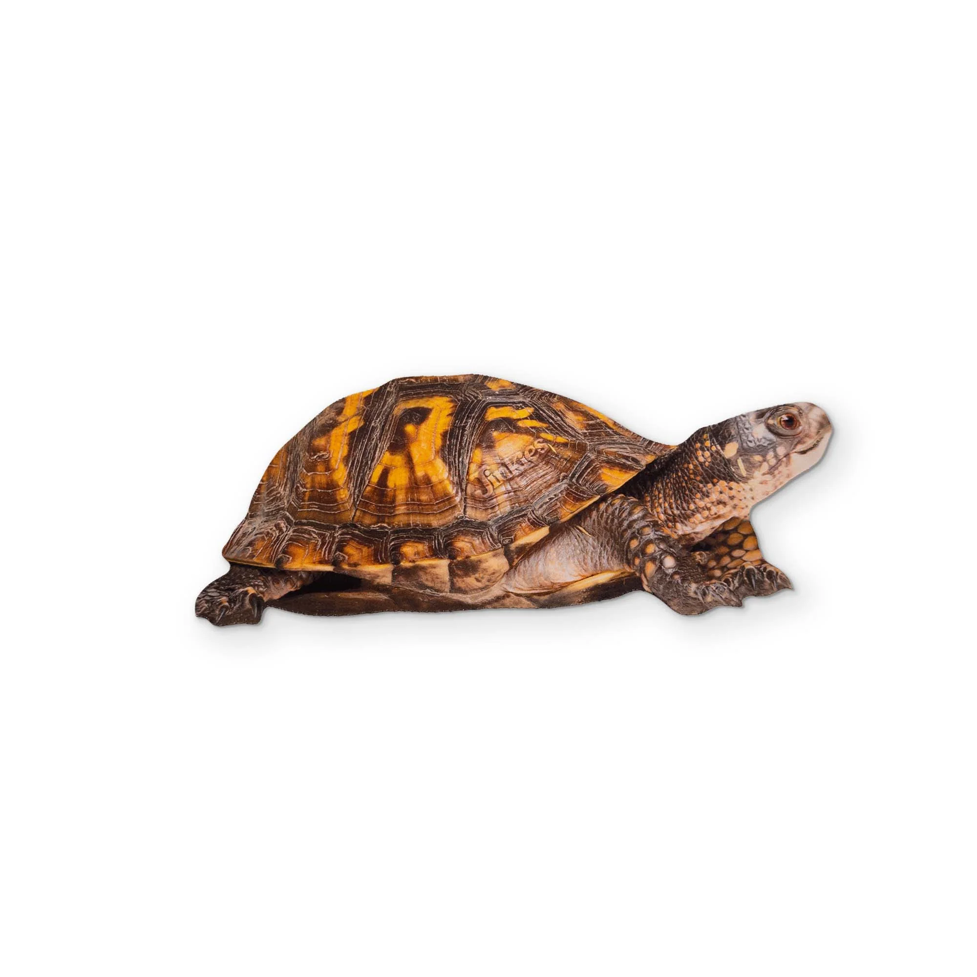 A BOX TURTLE YOU CAN CLEAN YOUR GLASSES WITH - Image 2