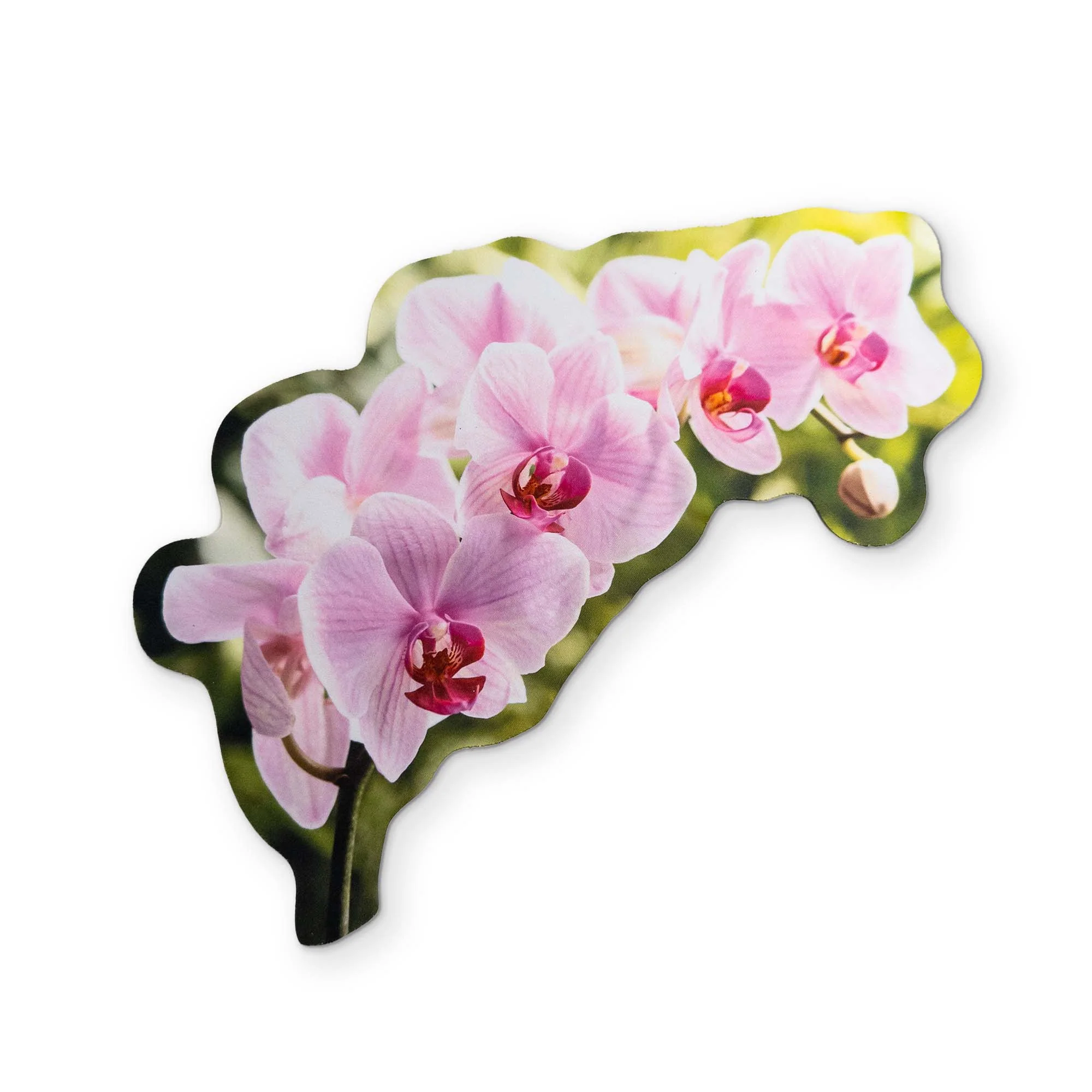 AN ORCHID YOU CAN CLEAN YOUR GLASSES WITH - Image 2